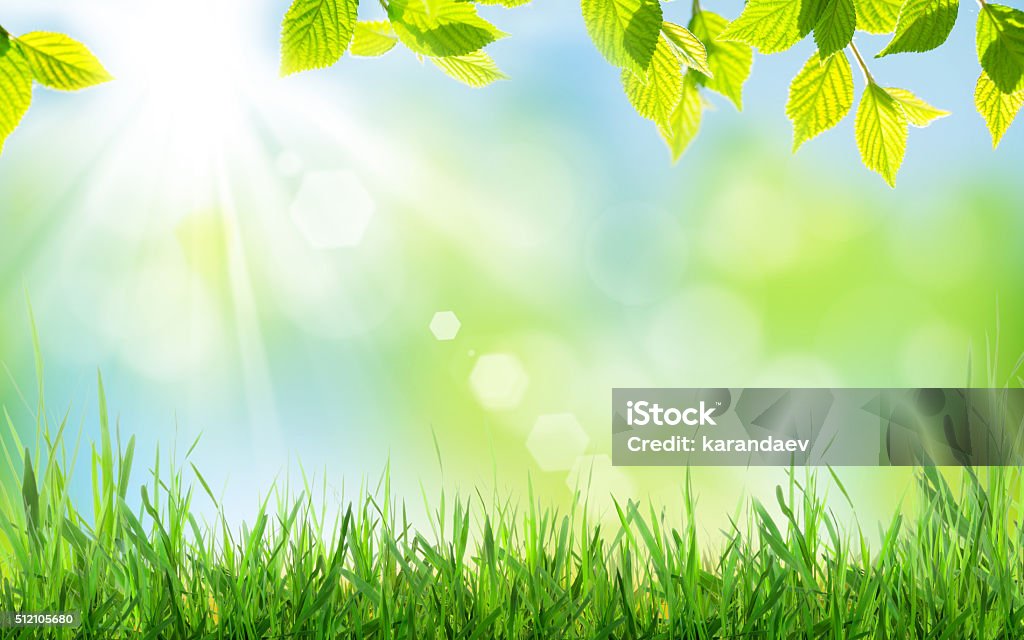 Abstract sunny spring background Abstract sunny spring background with grass and leaves Backgrounds Stock Photo