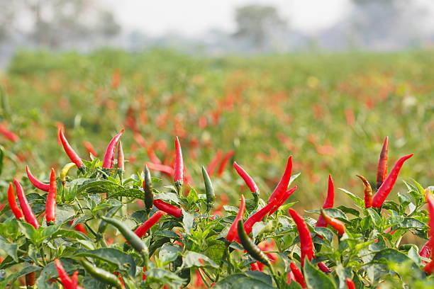 kuvapankkikuvat ja rojaltivapaat kuvat aiheesta chilit kasvavat maatilalla - pepper plant