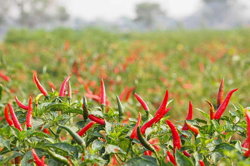 Close-up of red jalapeno chili peppers ripening on plant.\n\nTaken in Gilroy, California, USA