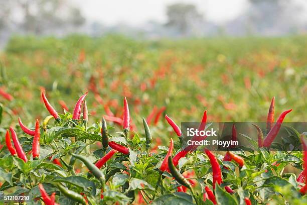 Chillies Grow In Farm Stock Photo - Download Image Now - Chili Pepper, Pepper - Vegetable, Farm
