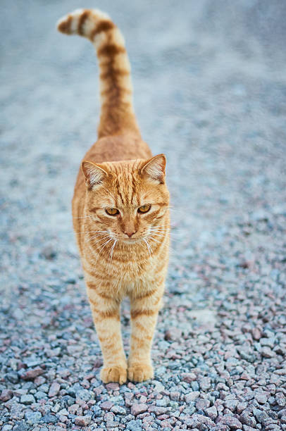 istock Beautiful ginger cat outdoors 512107364