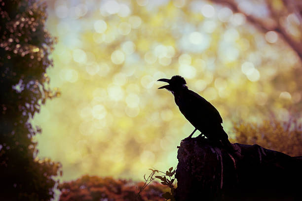 istock Silhouette of a crow on stone over blurred abstract background. 512107926
