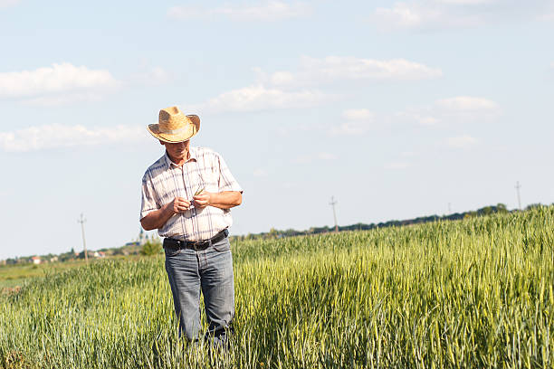 istock Senior farmer in a field examining crop 512108214