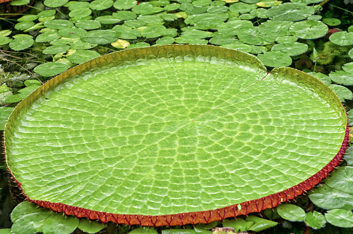 Vitoria regia, one of the most beautiful lily plants of the amazon