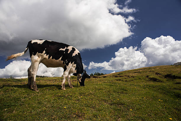 istock Cow grazing and mountain landscape 512110960