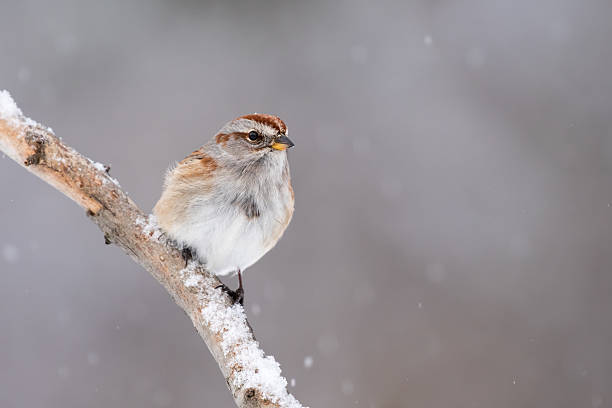 istock American Tree Sparrow, Spizella Arborea 512112806