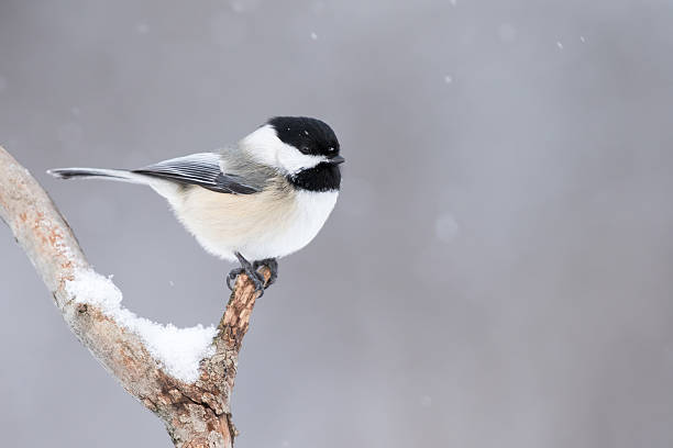 Black-capped Chickadee, Poecile Atricapillus Black-capped Chickadee, Poecile Atricapillus, perched on branch in light snowfall and making eye contact titmouse stock pictures, royalty-free photos & images