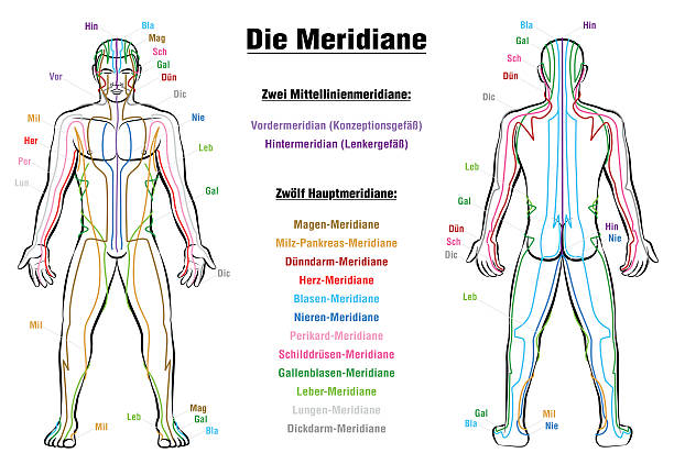 illustrazioni stock, clip art, cartoni animati e icone di tendenza di meridian sistema descrizione tabella tedesco - acupuncture shiatsu reflexology meridians
