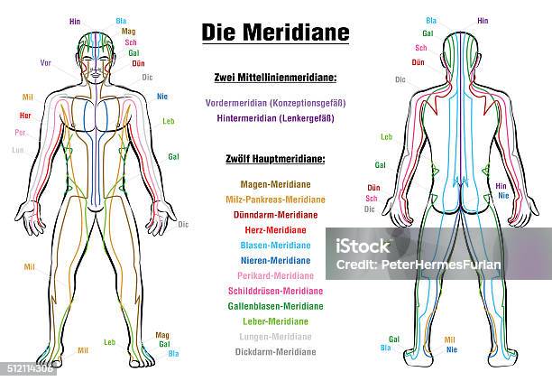 Meridian System Description Chart German Stock Illustration - Download Image Now - Chinese Herbal Medicine, The Human Body, Acupuncture