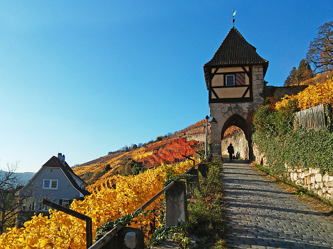 Vineyard and tower in Esslingen, Germany at autumn, mobilestock
