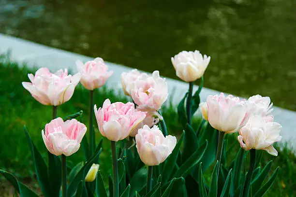 Photo of beautiful pink tulips on blurred background