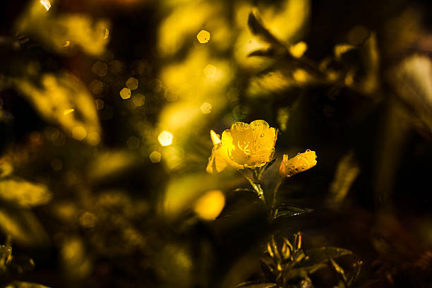 istock Soft-focus close-up of yellow flowers 512115062