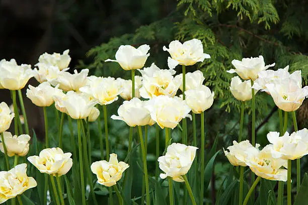 Photo of lot of white tulips in the leaves on blurred background