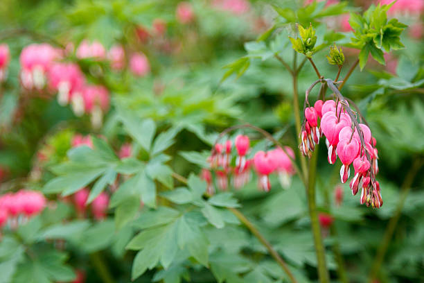 istock beautiful pink inflorescence on blurred background 512115498