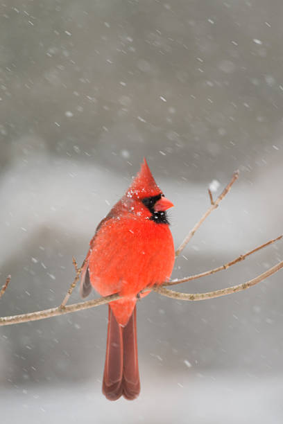 istock Male cardinal in heavy snow 512115948