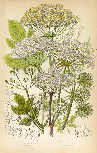 angelika, fenchel, pastinake, viktorianischen botanischen illustrationen - angelica illustration and painting herb botany stock-grafiken, -clipart, -cartoons und -symbole