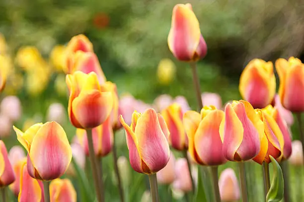Photo of blooming pink and yellow coloured striped tulips