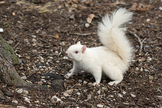 istock White squirrel in Olney City Park 512116772
