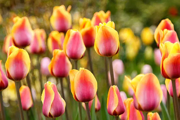 Photo of blooming pink and yellow coloured striped tulips