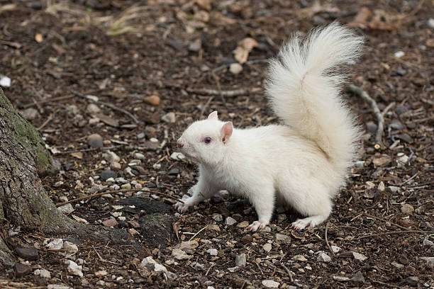 istock White squirrel in Olney City Park 512116800