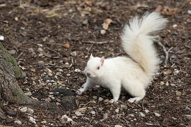istock White squirrel in Olney City Park 512116838