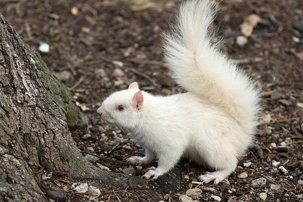 istock White squirrel in Olney City Park 512116872