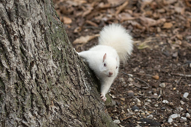 istock White squirrel in Olney City Park 512116904