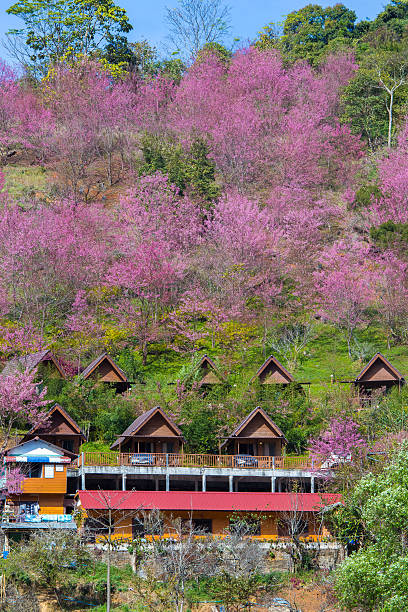 istock Cherry Blossom and sakura at Doi Ang Khang 512117092