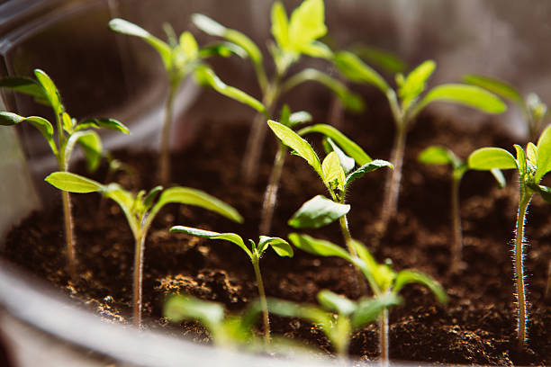 istock Agriculture, Seeding, Plant seed growing concept 512117704