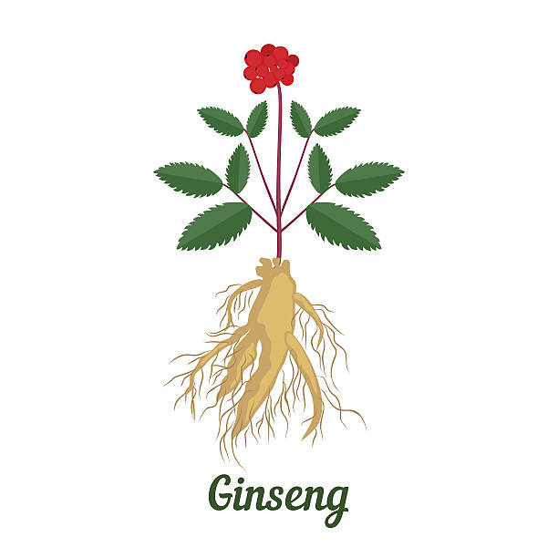 根本的原因およびリーブズ付き オタネニンジン チョウセンニンジンます。 - ginseng leaf berry nature点のイラスト素材／クリップアート素材／マンガ素材／アイコン素材