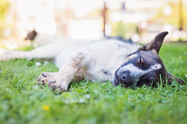 istock Happy dog lying in green grass with extending paws 512118220