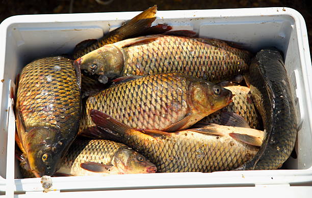 pesce crudo fresco - fish catch of fish catching dead animal foto e immagini stock