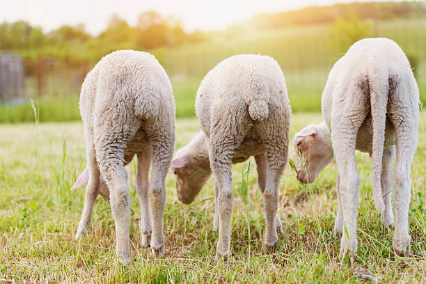 40 Back Leg Sheep Stock Photos, Pictures & Royalty-Free Images - iStock