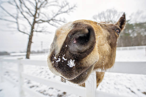 istock Buckskin Horse with Snow on Nose 512119002