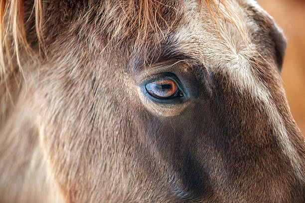 istock Eye of a Buckskin Horse 512119044