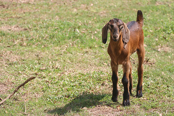 istock Young brown goat in grass field 512119624