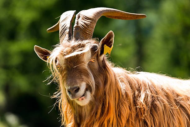 istock Mountain Male Goat - Italian Alps 512119728