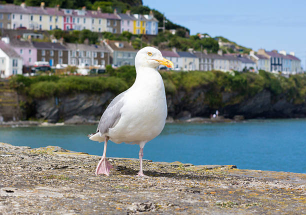 istock Herring Gull in Cardigan Bay, Wales 512119900