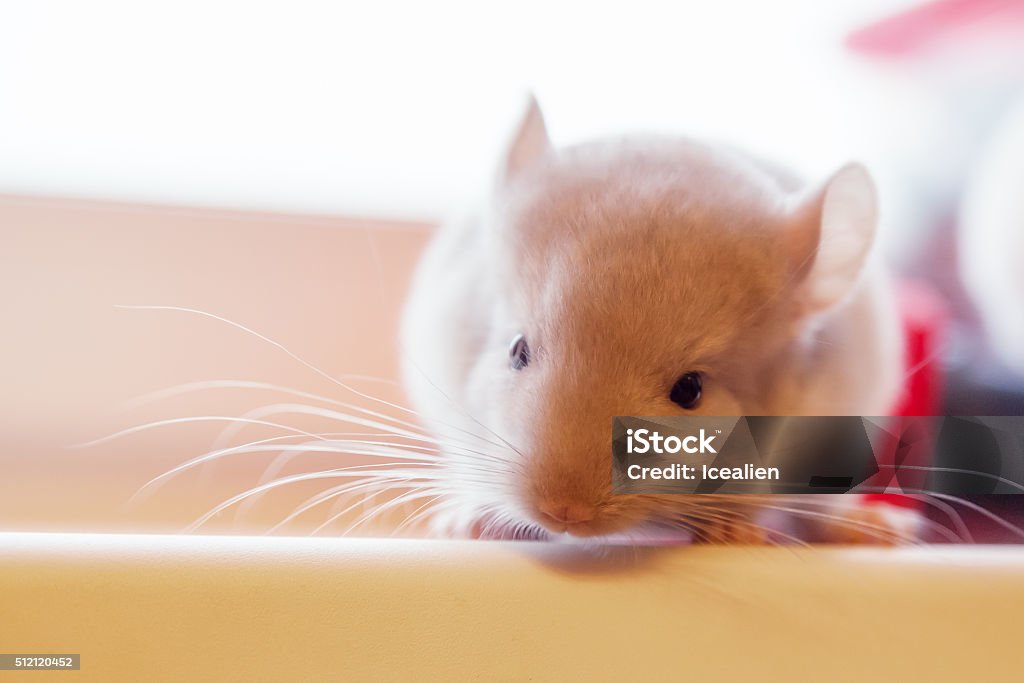 Baby chinchilla photographed close Animal Stock Photo