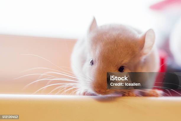 Baby Chinchilla Photographed Close Stock Photo - Download Image Now - Animal, Brown, Chinchilla - Rodent
