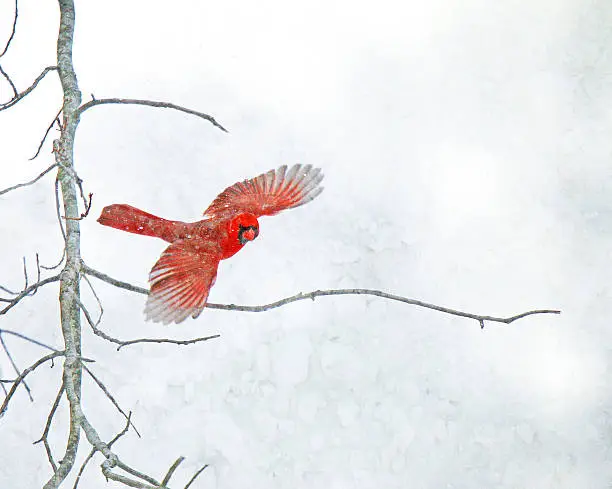 A red Cardinal flies off a bare tree branch in a snowstorm.