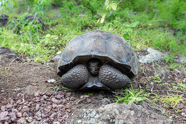 istock The Galapagos Tortoise Or Galapagos Giant Tortoise (chelonoidis Nigra). 512122406