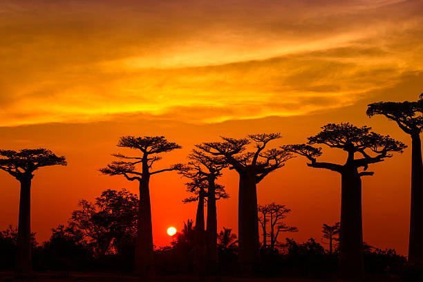 sylwetka drzewa baobabu w madagaskarze - baobab zdjęcia i obrazy z banku zdjęć