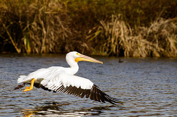 istock American White Pelican 512123460