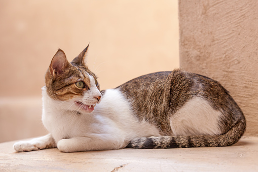 Lazy arabian cat in the souk of Nizwa, Sultanate of Oman, Middle East