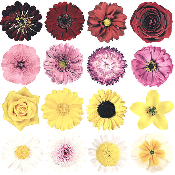 istock Various Vintage Retro Flowers Collection Isolated on White 512124046