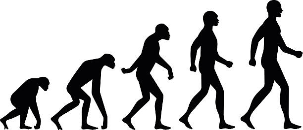 entwicklung silhouetten - evolution stock-grafiken, -clipart, -cartoons und -symbole