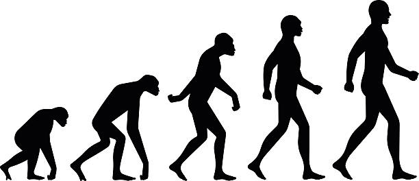 Evolution Silhouettes Evolution ape to man silhouette illustration concept. monkey stock illustrations