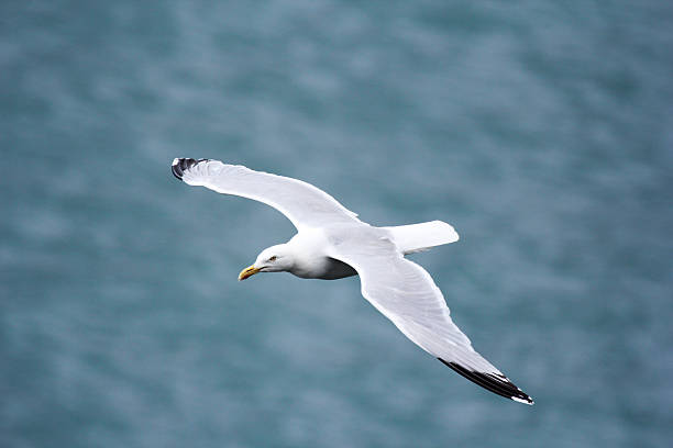 istock Herring Gull in Cardigan Bay, Wales 512124164