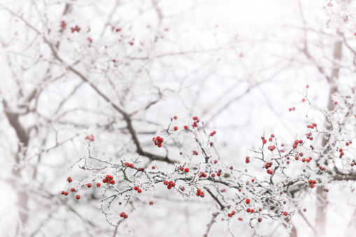 Frosted berries in the park